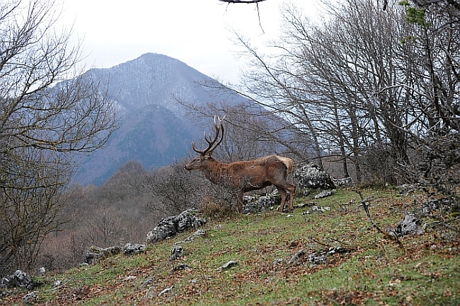 PASSIONE PER IL CERVO