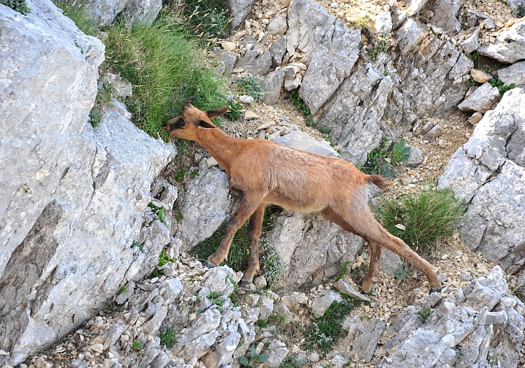 Camoscio d''Abruzzo Rupicapra pyrenaica ornata
