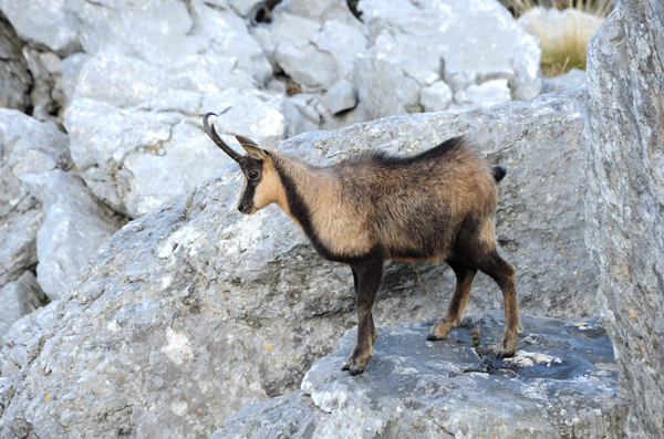 Camoscio d''Abruzzo Rupicapra pyrenaica ornata