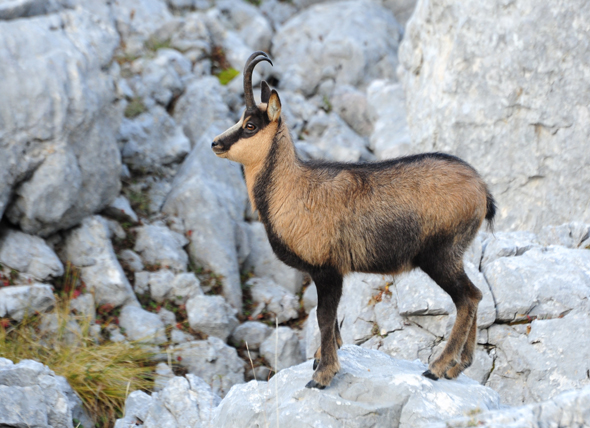 Camoscio d''Abruzzo Rupicapra pyrenaica ornata
