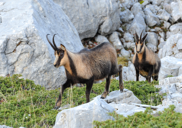Camoscio d''Abruzzo Rupicapra pyrenaica ornata