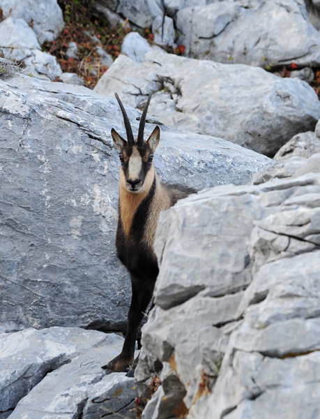Camoscio d''Abruzzo Rupicapra pyrenaica ornata
