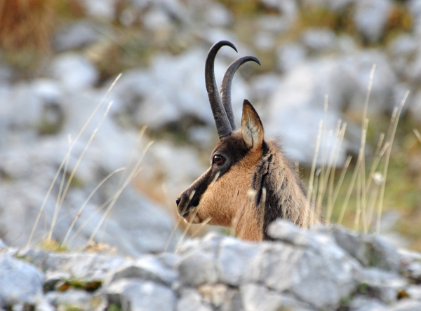 Camoscio d''Abruzzo Rupicapra pyrenaica ornata