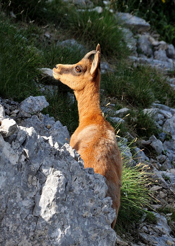 Camoscio d''Abruzzo Rupicapra pyrenaica ornata