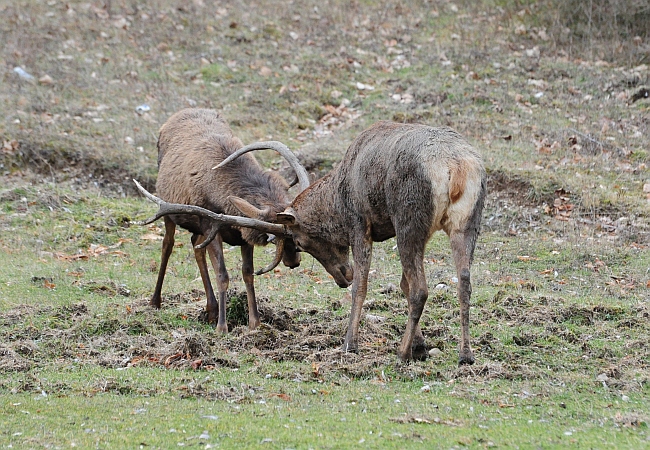 Il maestro e l''allievo