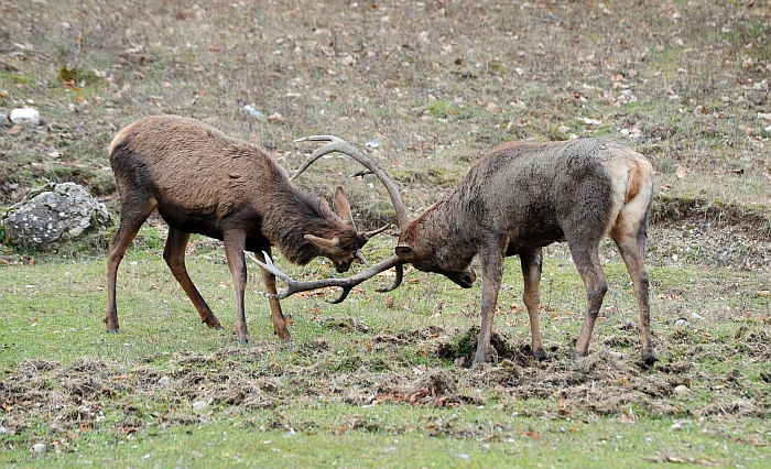 Il maestro e l''allievo