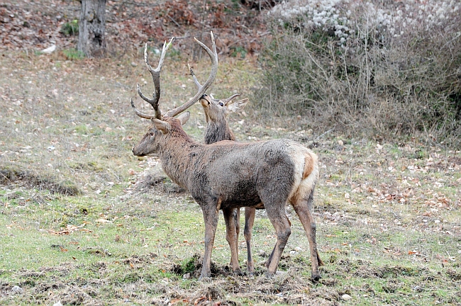 Il maestro e l''allievo