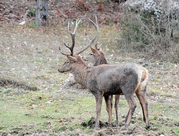 Il maestro e l''allievo