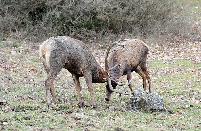 Il maestro e l''allievo