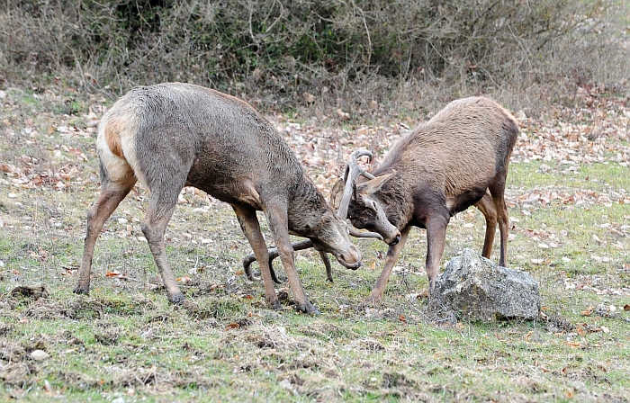 Il maestro e l''allievo