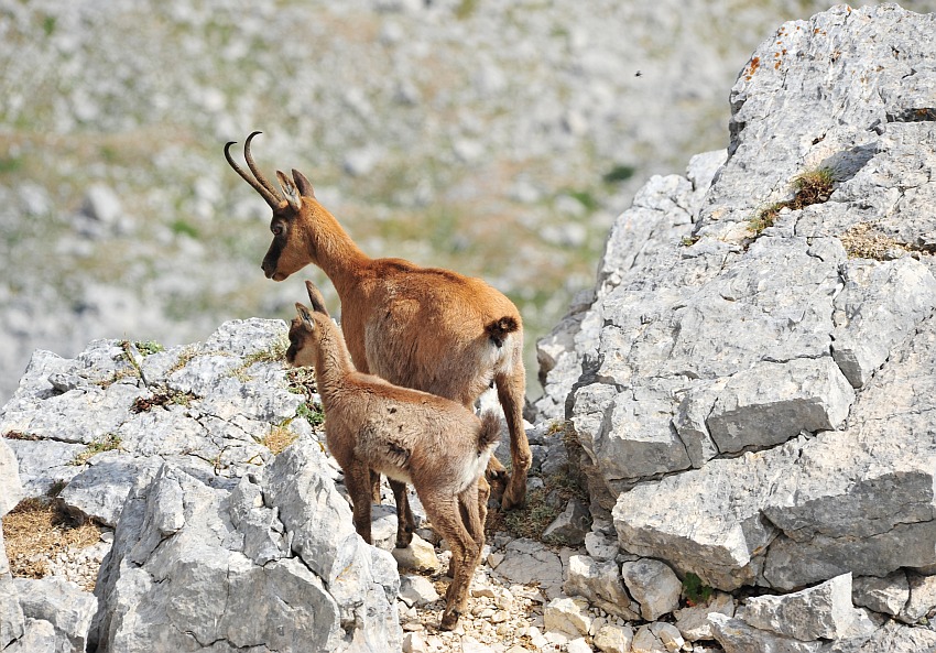 Camoscio d''Abruzzo Rupicapra pyrenaica ornata