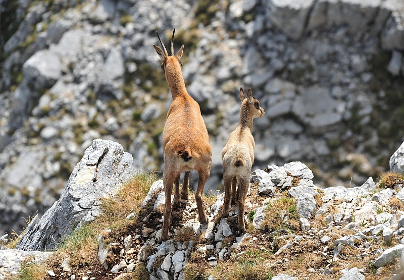 Camoscio d''Abruzzo Rupicapra pyrenaica ornata