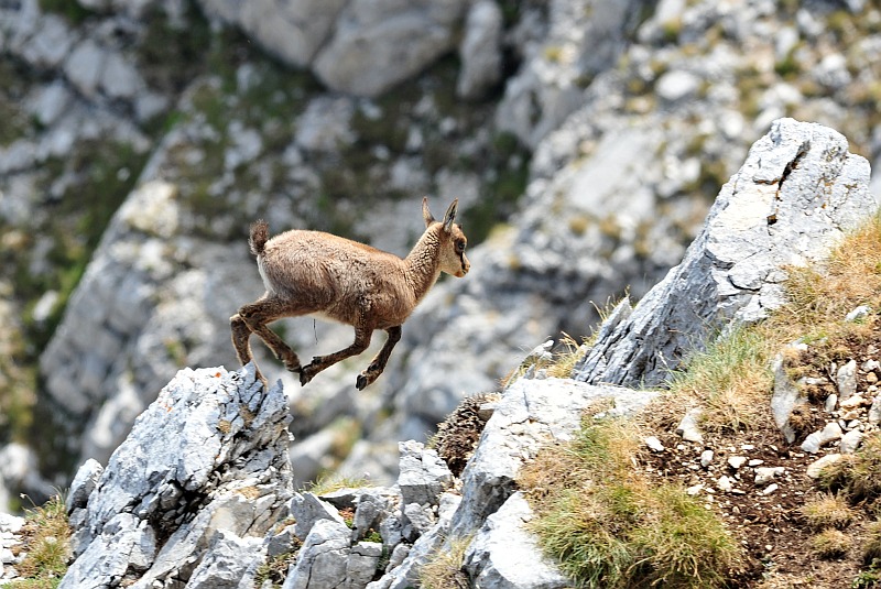 Camoscio d''Abruzzo Rupicapra pyrenaica ornata