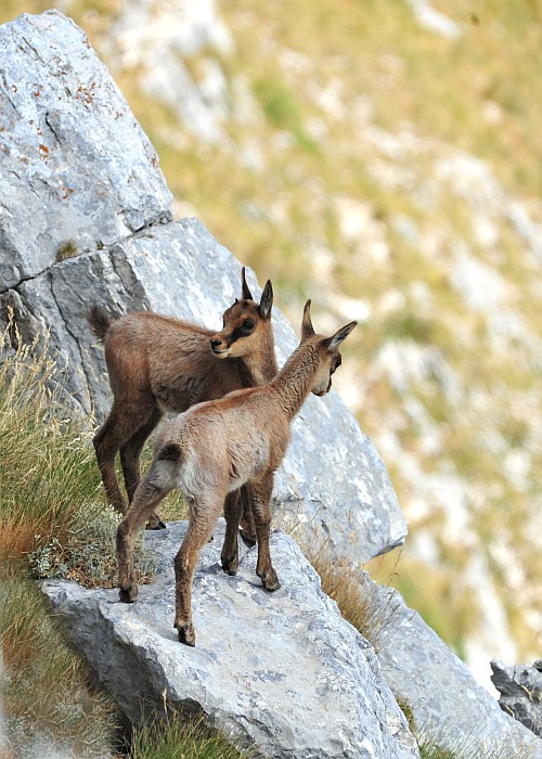 Camoscio d''Abruzzo Rupicapra pyrenaica ornata