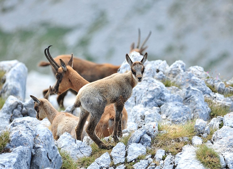 Camoscio d''Abruzzo Rupicapra pyrenaica ornata