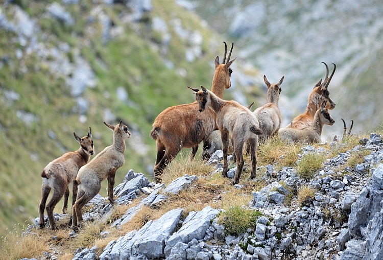 Camoscio d''Abruzzo Rupicapra pyrenaica ornata