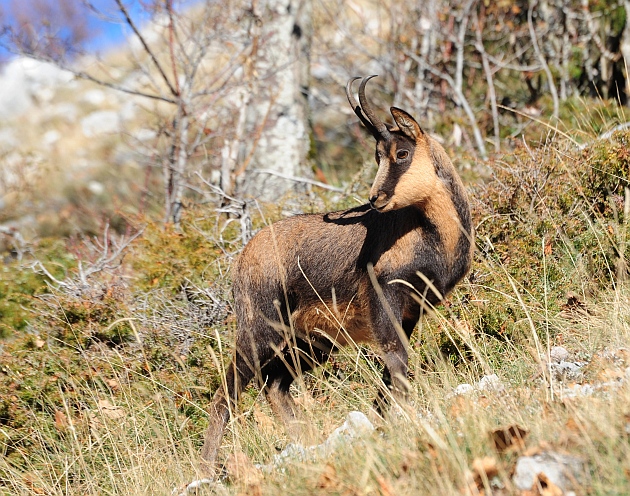 Camoscio d''Abruzzo Rupicapra pyrenaica ornata