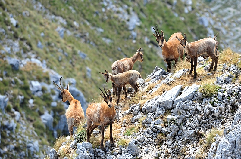 Camoscio d''Abruzzo Rupicapra pyrenaica ornata