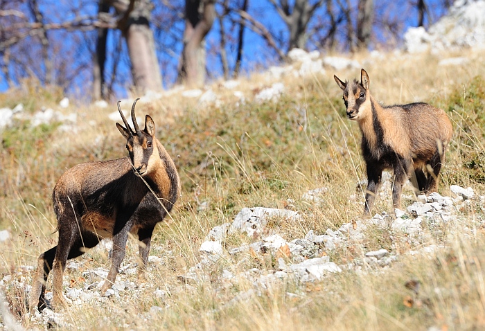 Camoscio d''Abruzzo Rupicapra pyrenaica ornata