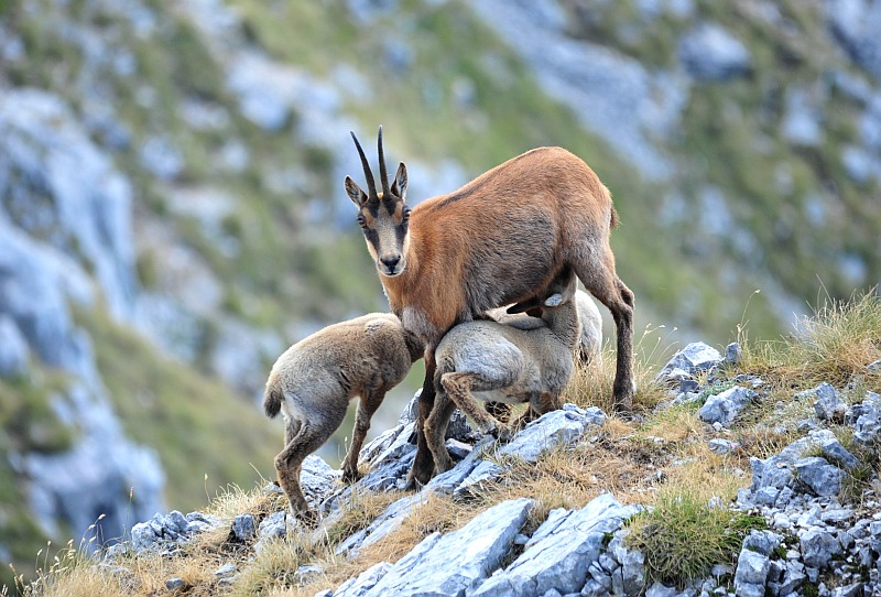 Camoscio d''Abruzzo Rupicapra pyrenaica ornata