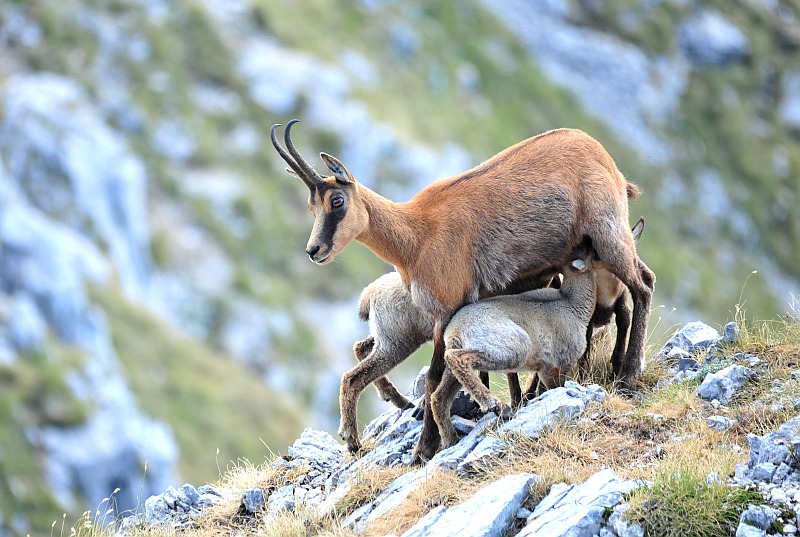 Camoscio d''Abruzzo Rupicapra pyrenaica ornata