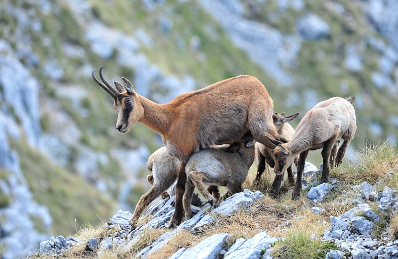Camoscio d''Abruzzo Rupicapra pyrenaica ornata