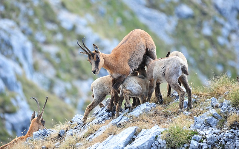 Camoscio d''Abruzzo Rupicapra pyrenaica ornata