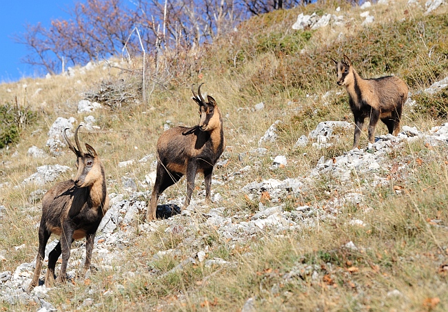 Camoscio d''Abruzzo Rupicapra pyrenaica ornata