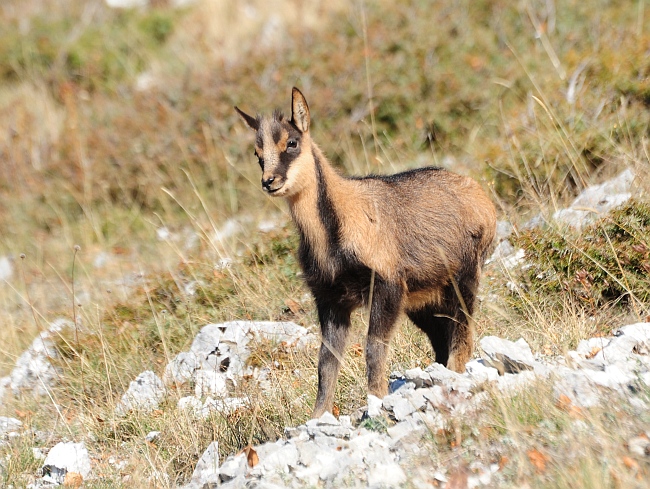 Camoscio d''Abruzzo Rupicapra pyrenaica ornata