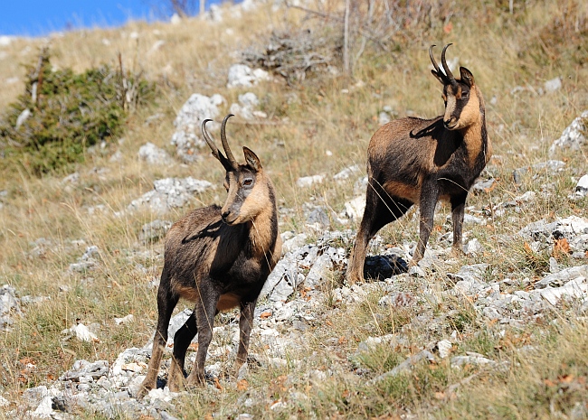 Camoscio d''Abruzzo Rupicapra pyrenaica ornata