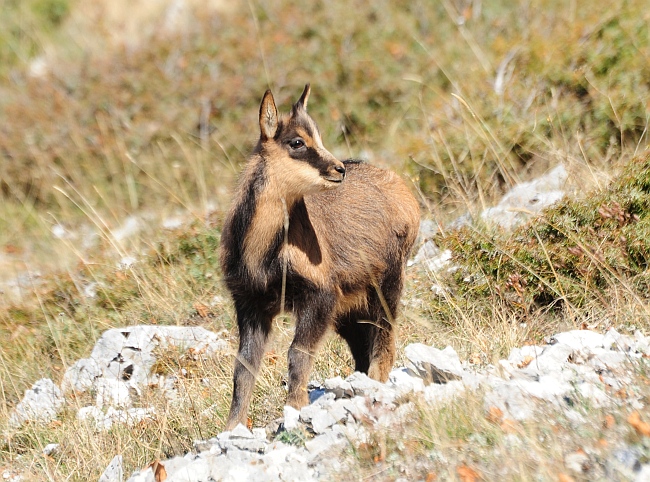 Camoscio d''Abruzzo Rupicapra pyrenaica ornata