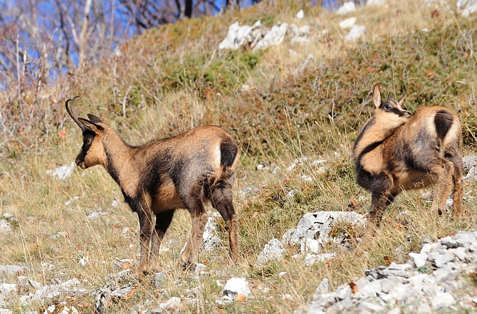 Camoscio d''Abruzzo Rupicapra pyrenaica ornata