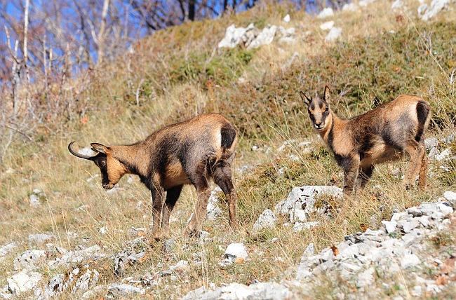 Camoscio d''Abruzzo Rupicapra pyrenaica ornata