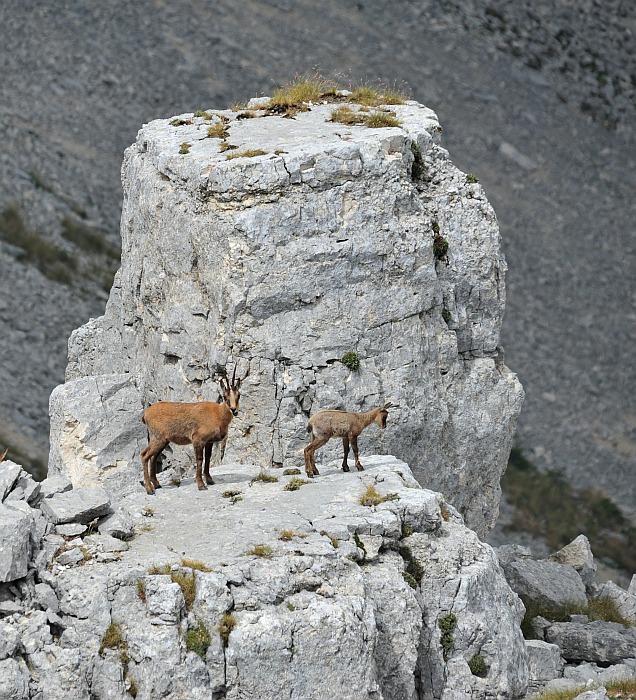 Camoscio d''Abruzzo Rupicapra pyrenaica ornata