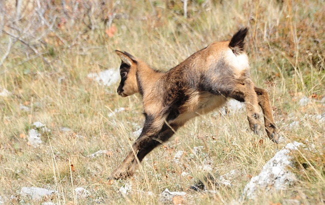Camoscio d''Abruzzo Rupicapra pyrenaica ornata