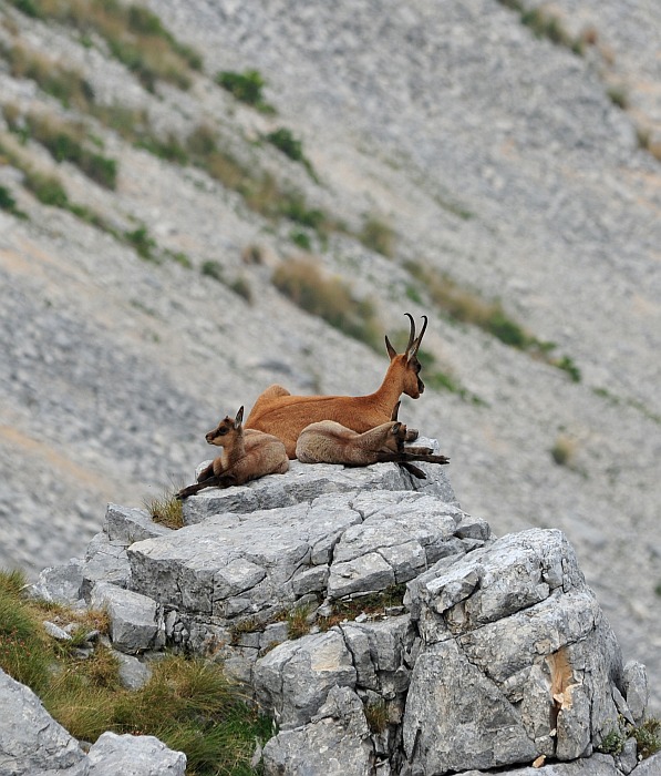 Camoscio d''Abruzzo Rupicapra pyrenaica ornata