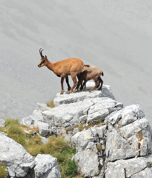 Camoscio d''Abruzzo Rupicapra pyrenaica ornata