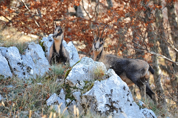 Camoscio d''Abruzzo Rupicapra pyrenaica ornata