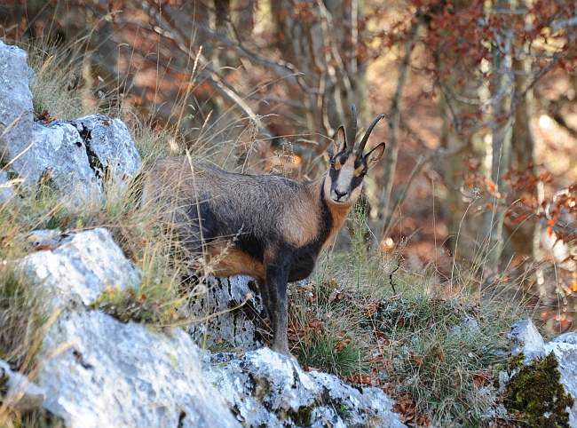 Camoscio d''Abruzzo Rupicapra pyrenaica ornata