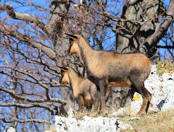 Camoscio d''Abruzzo Rupicapra pyrenaica ornata