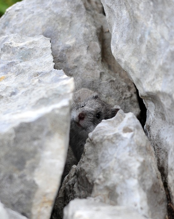 Arvicola delle nevi - Monti della Meta (versante laziale)