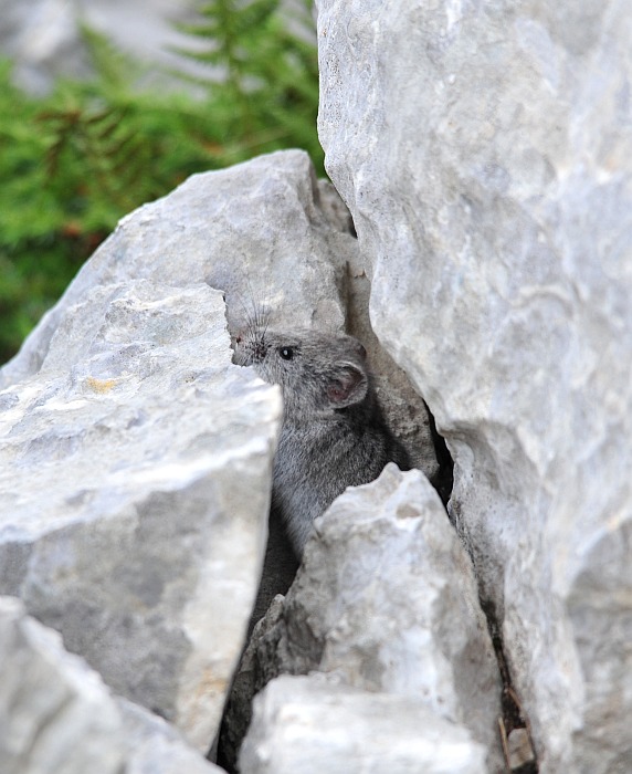 Arvicola delle nevi - Monti della Meta (versante laziale)