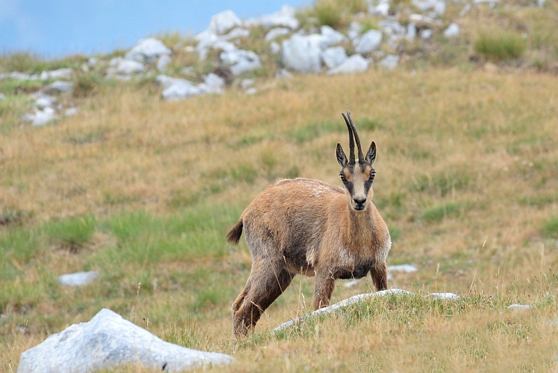 Camoscio d''Abruzzo Rupicapra pyrenaica ornata