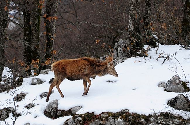 PASSIONE PER IL CERVO