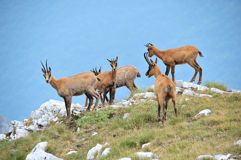 Camoscio d''Abruzzo Rupicapra pyrenaica ornata
