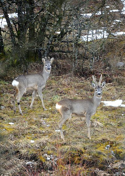 Caprioli nel Parco Nazionale d''Abruzzo
