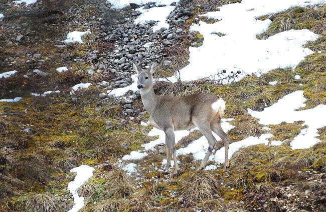 Caprioli nel Parco Nazionale d''Abruzzo