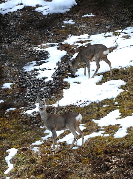 Caprioli nel Parco Nazionale d''Abruzzo