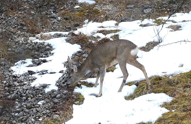 Caprioli nel Parco Nazionale d''Abruzzo