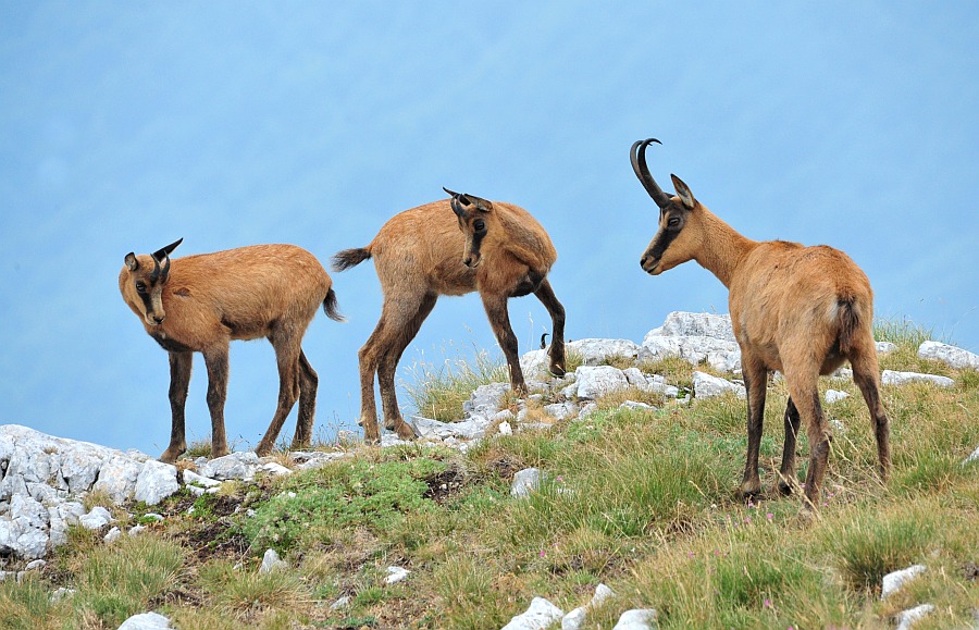 Camoscio d''Abruzzo Rupicapra pyrenaica ornata